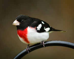 Rose-breasted Grosbeak
