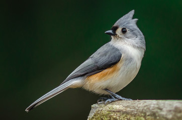 Tufted Titmouse © Jason