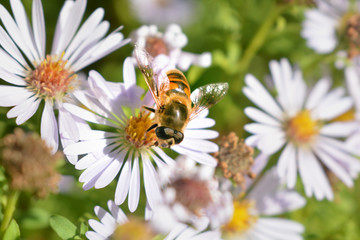 bee on a flower collecting pollen