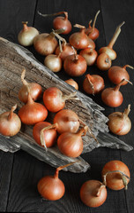 Fresh onions on the dark wooden table
