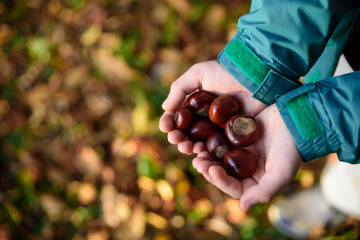 Chestnus in hands