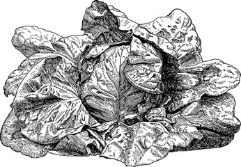 Vintage image salad lettuce