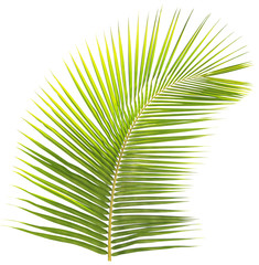 Green coconut leaf isolated on white background