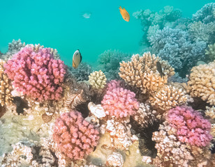 Naklejka na ściany i meble Colorful coral reef with hard corals