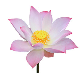 Pink lotus isolated on white background