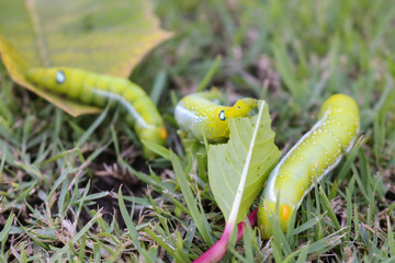 Close up three big green worm eating leaf on grass.