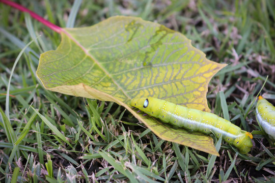 Close up big green worm eating leaf on grass.