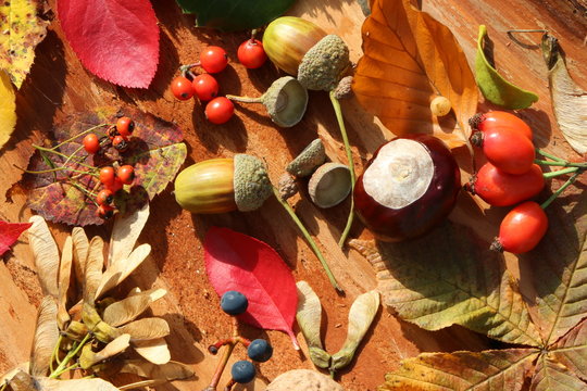 Nature in Fall, Natur im Herbst
