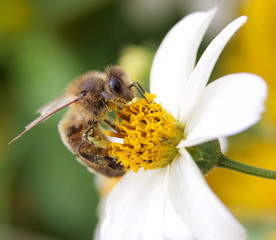 abeille