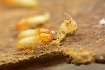 Termite macro on decomposing wood