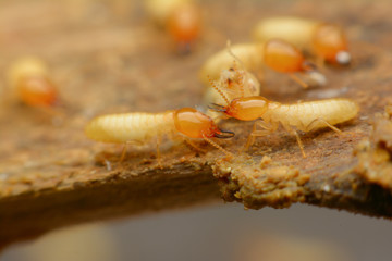 Termite macro on decomposing wood