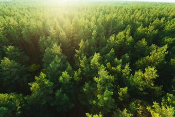 Beautiful panoramic photo over the tops of pine forest. Aerial view. From above. Picture taken...