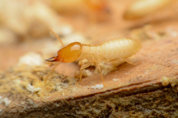 Termite macro on decomposing wood