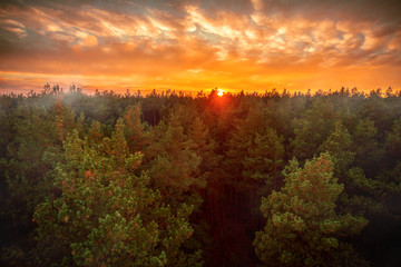 Beautiful panoramic photo of the sunset over the tops of pine forest. Aerial view. From above. Picture taken using the copter.