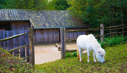 Weisses Pony vor dem Stall auf einer Wiese