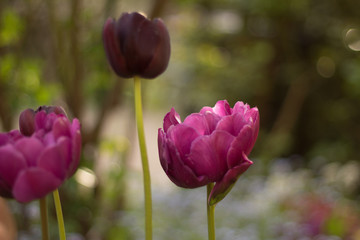 Tulpen