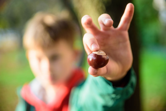Chestnus in hands