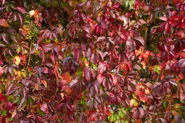 Virginia Creeper in autumn colors. Red leaves of decorative grapes on a wall fall. Autumn concept