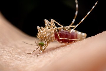 Mosquito on a human hand sucking blood