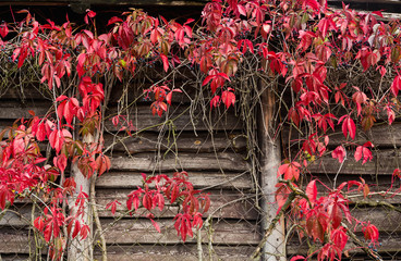 Virginia Creeper in autumn colors. Red leaves of decorative grapes on a wall fall. Autumn concept