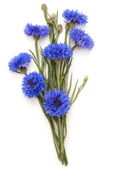 Fototapeta premium Blue Cornflower Herb or bachelor button flower bouquet isolated