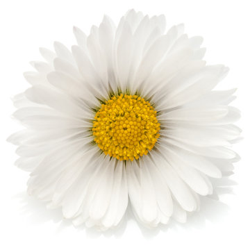 Beautiful single daisy flower isolated on white background cutou