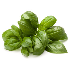 Sweet basil herb leaves bunch isolated on white background