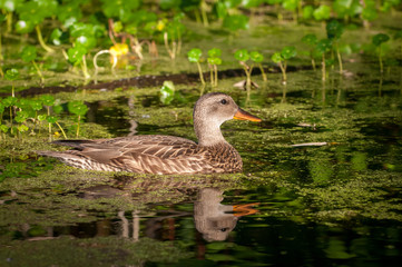 Duck Swimming In Wetland