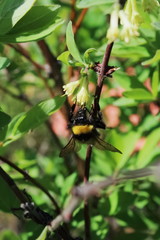 Bumblebee on apple tree
