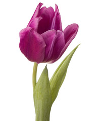 lilac tulip flower head isolated on white background