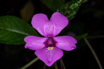 Impatiens violiflora Hook.f., BALSAMINACEAE
