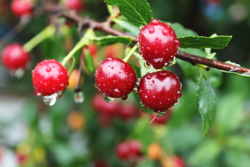 Obraz premium Cerry Berry