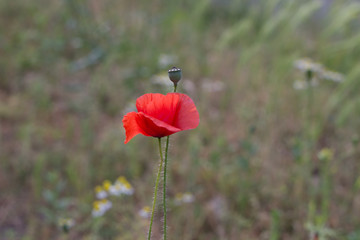 Mohn