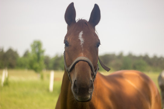 Pferd