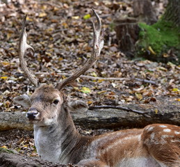 fallow deer - Dama dama in its environment