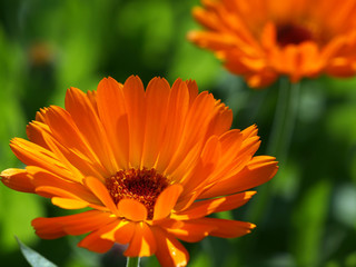 Orange Blüten