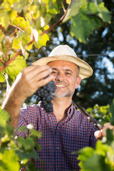 Middle age worker picking ripe grapes in vine garden
