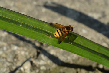 Volucella inanis