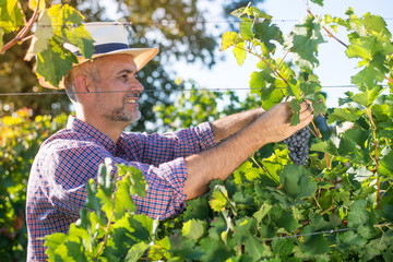 Naklejka na ściany i meble Middle age worker picking ripe grapes in vine garden