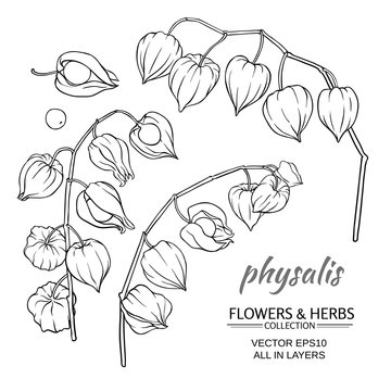 physalis vector set
