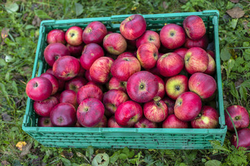 apples. organic apples in the green box 