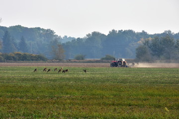 Obraz premium deer does and tractor