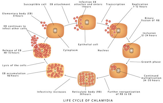 Chlamydia trachomatis. Picture Of Chlamydia Disease life Cycle. Developmental cycle of Chlamydia trachoma is. Life cycle of the Chlamydia