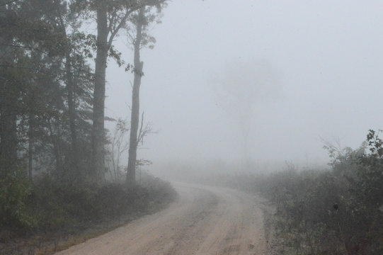 Fototapeta Old dirt trail leading into the forest on a very foggy fall morning