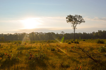 Early morning sun in the woods © in_his_image