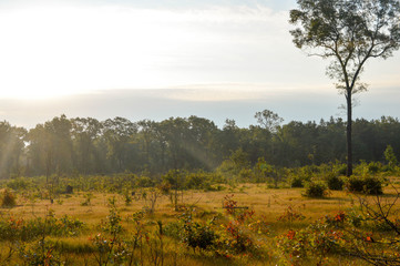 Early morning sun in the woods © in_his_image