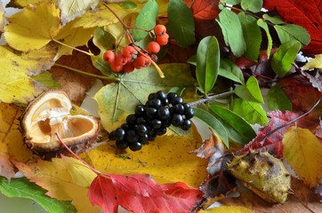 jesienne liście © Pio Si