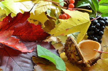 jesienne liście © Pio Si