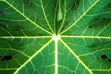 papaya green leaf pattern.