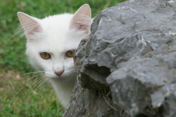 Young white kitty behind stone